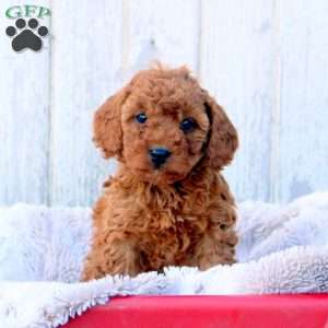 Luke, Cavapoo Puppy