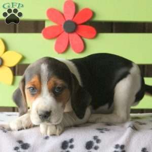 Beagle Puppies For Sale | Greenfield Puppies