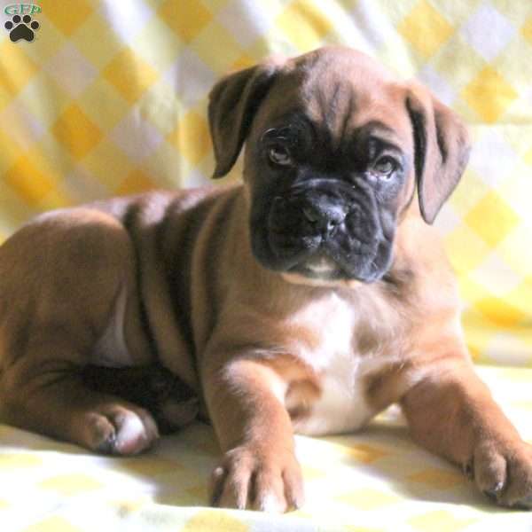 Luther, Boxer Puppy