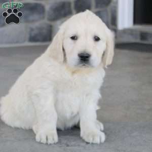 Marco, English Cream Golden Retriever Puppy