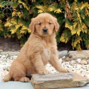 Marigold, Golden Retriever Puppy