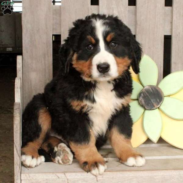 Marty, Bernese Mountain Dog Puppy