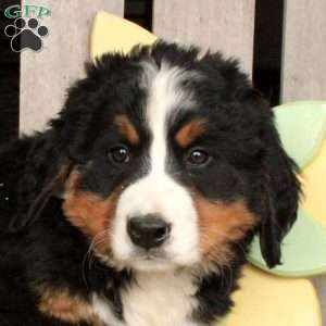 Marty, Bernese Mountain Dog Puppy