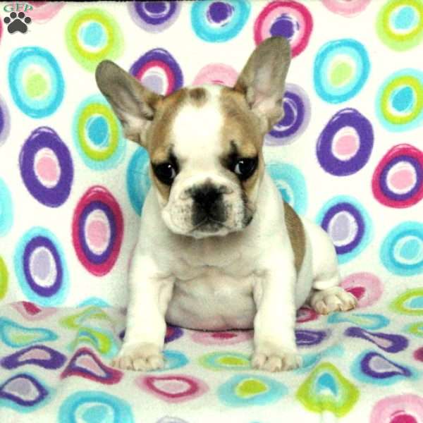 Mason, French Bulldog Puppy