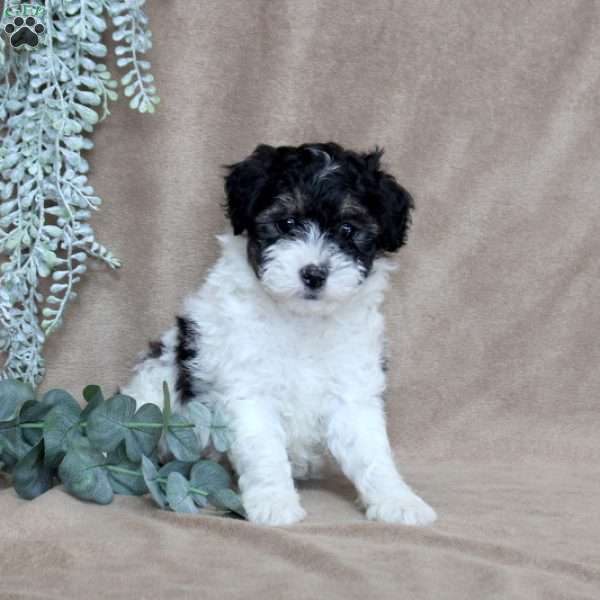 Max, Miniature Poodle Puppy