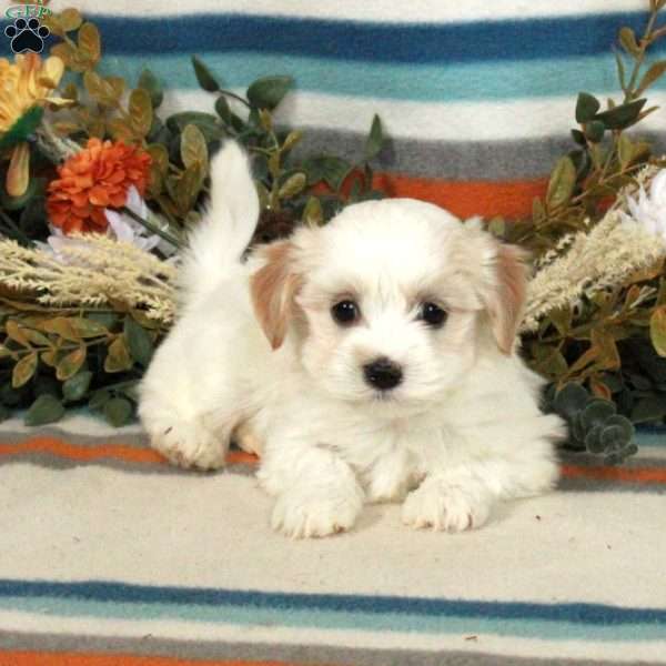 Max, Havanese Puppy