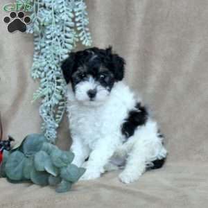 Max, Miniature Poodle Puppy