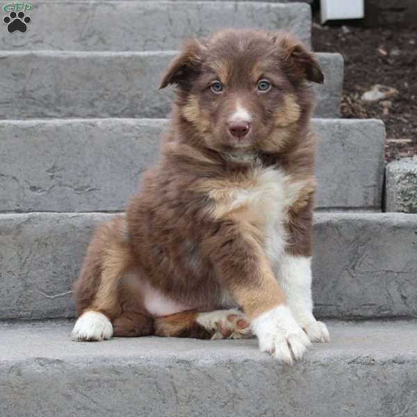 Meadow, Border Collie Puppy
