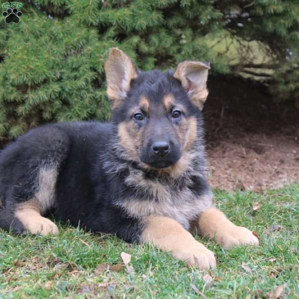Melody, German Shepherd Puppy