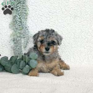 Mia, Miniature Poodle Puppy