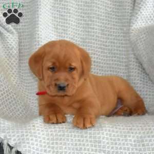 Mia, Fox Red Labrador Retriever Puppy