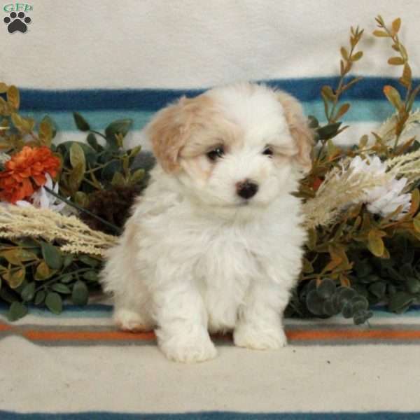 Milo, Havanese Puppy