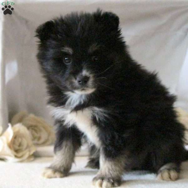 Milton, Pomsky Puppy