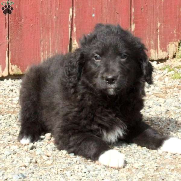 Mingo, Golden Retriever Mix Puppy