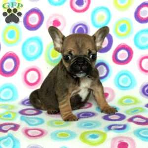 Minnie, French Bulldog Puppy