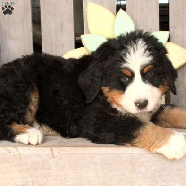 Mission, Bernese Mountain Dog Puppy