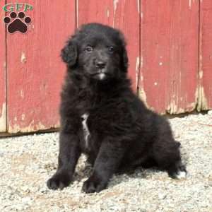 Golden Retriever Mix Puppies For Sale | Greenfield Puppies