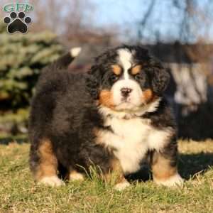 Mitzy, Bernese Mountain Dog Puppy