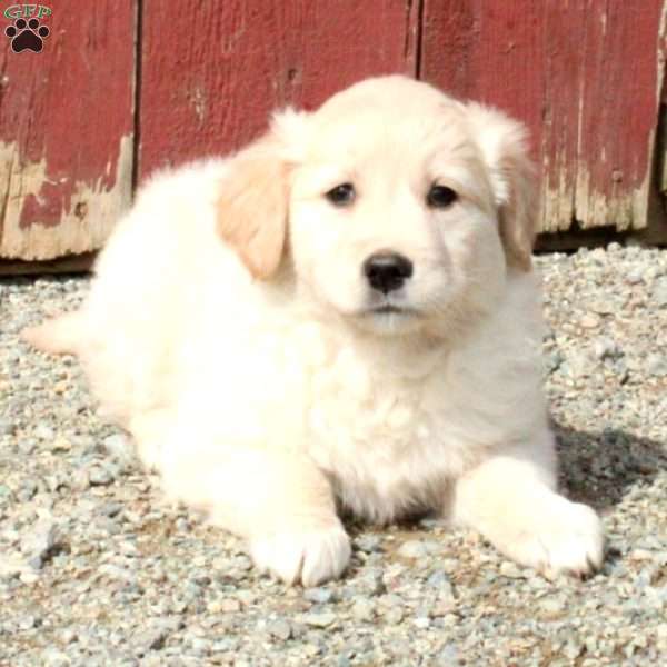 Moira, Golden Retriever Mix Puppy