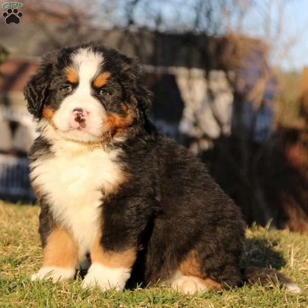 Mojo, Bernese Mountain Dog Puppy