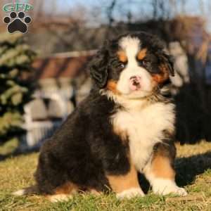 Mojo, Bernese Mountain Dog Puppy