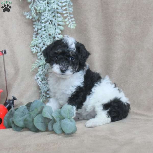 Molly, Miniature Poodle Puppy