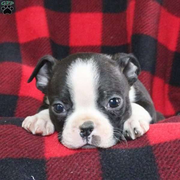 Monty, Boston Terrier Puppy