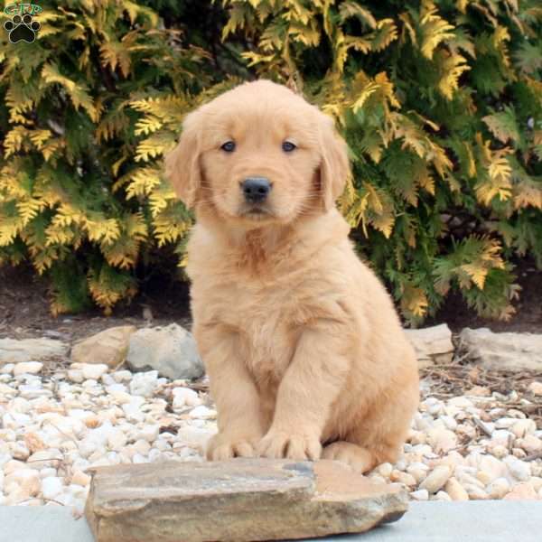 Moss, Golden Retriever Puppy