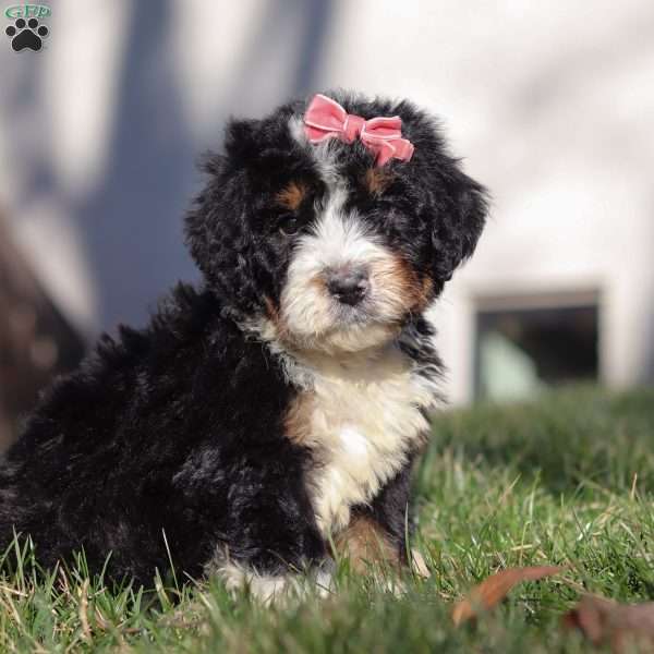 Nellie, Bernedoodle Puppy