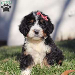 Nellie, Bernedoodle Puppy
