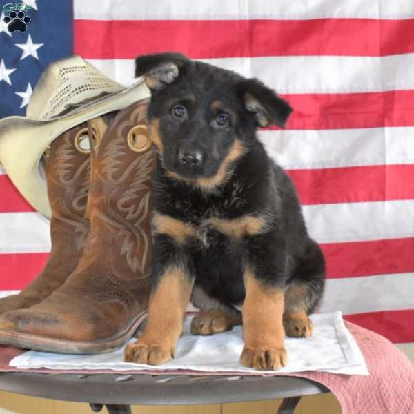 Nelly, German Shepherd Puppy