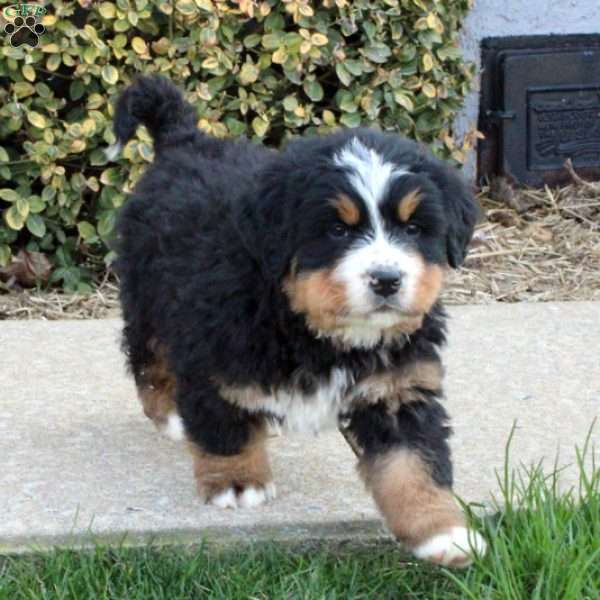 Nico, Bernese Mountain Dog Puppy