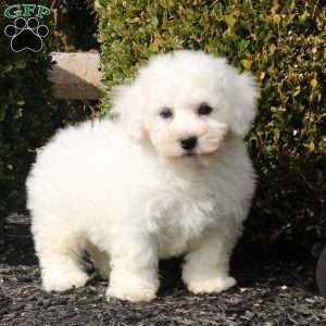 Noah, Bichon Frise Puppy