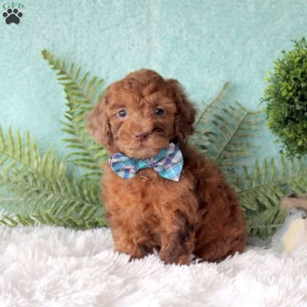 Oakley, Miniature Poodle Puppy