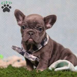 Odie, French Bulldog Puppy