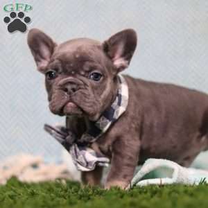 Odie, French Bulldog Puppy