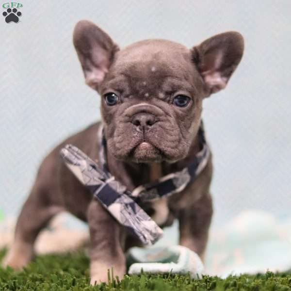 Odie, French Bulldog Puppy