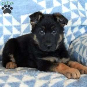 Odie, German Shepherd Puppy