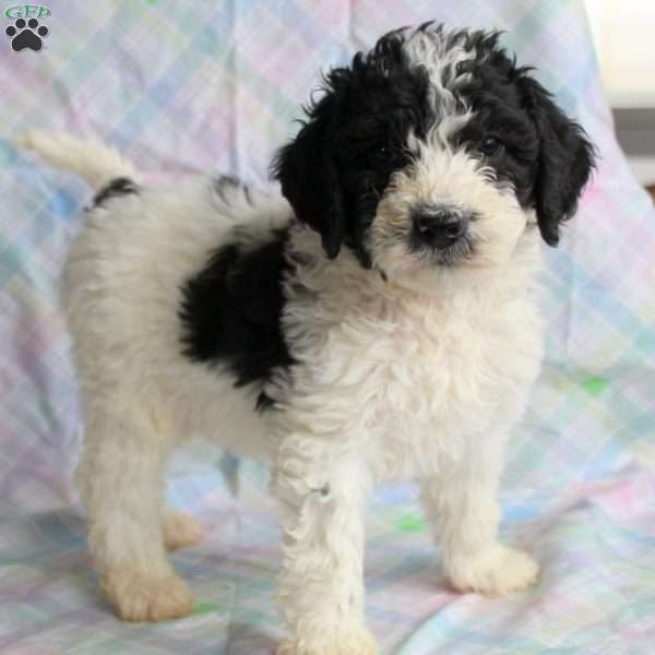Oliver, Mini Sheepadoodle Puppy