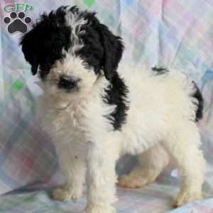 Oliver, Mini Sheepadoodle Puppy