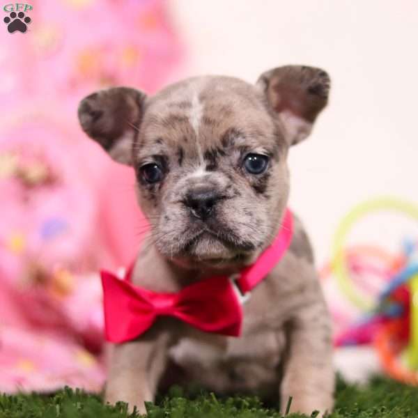Olivia, French Bulldog Puppy
