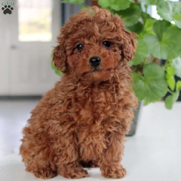 Ollie, Miniature Poodle Puppy