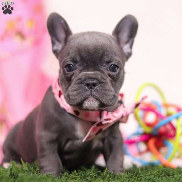 Onya, French Bulldog Puppy