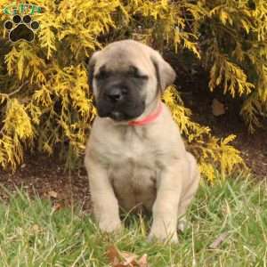 Opal, English Mastiff Puppy