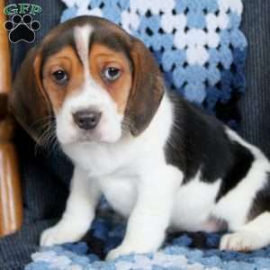 Beagle Puppies For Sale | Greenfield Puppies