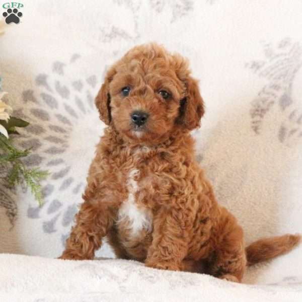 Ozzy, Mini Goldendoodle Puppy