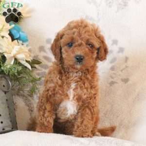 Ozzy, Mini Goldendoodle Puppy