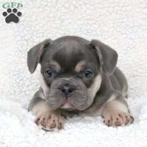 Ozzy, French Bulldog Puppy