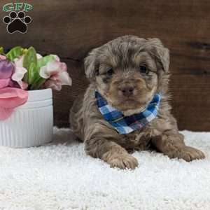 Ashton, Miniature Aussiedoodle Puppy