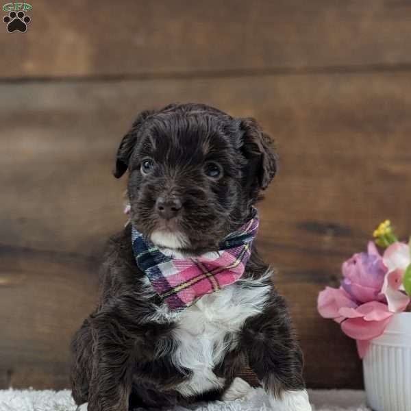 Adalyn, Miniature Aussiedoodle Puppy